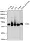 Asparaginyl-tRNA synthetase, cytoplasmic antibody, A08227, Boster Biological Technology, Western Blot image 