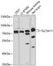 Sodium/myo-inositol cotransporter 2 antibody, 14-829, ProSci, Western Blot image 