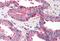 Elongator Complex Protein 1 antibody, MBS240349, MyBioSource, Immunohistochemistry paraffin image 