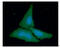 Creatine Kinase B antibody, GTX57675, GeneTex, Immunofluorescence image 