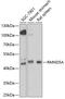 Required For Meiotic Nuclear Division 5 Homolog A antibody, GTX66310, GeneTex, Western Blot image 