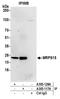 Mitochondrial Ribosomal Protein S15 antibody, A305-128A, Bethyl Labs, Immunoprecipitation image 