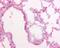 Pulmonary surfactant-associated protein D antibody, MCA2725, Bio-Rad (formerly AbD Serotec) , Western Blot image 