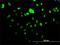 Autoantigen NOR-90 antibody, H00007343-M02, Novus Biologicals, Immunofluorescence image 
