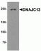 DnaJ homolog subfamily C member 13 antibody, NBP2-81919, Novus Biologicals, Western Blot image 
