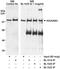 Cap Methyltransferase 1 antibody, A300-304A, Bethyl Labs, Immunoprecipitation image 