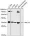 Ribosomal Protein L7a antibody, 15-351, ProSci, Western Blot image 