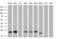 Elf1 antibody, MA5-25183, Invitrogen Antibodies, Western Blot image 