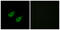 Mitogen-Activated Protein Kinase 8 Interacting Protein 3 antibody, GTX87530, GeneTex, Immunofluorescence image 