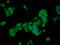 Pituitary Tumor-Transforming 2 antibody, LS-C674013, Lifespan Biosciences, Immunofluorescence image 