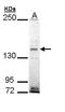 EH Domain Binding Protein 1 antibody, TA309001, Origene, Western Blot image 
