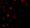 Zinc Finger CCCH-Type Containing, Antiviral 1 antibody, 5839, ProSci, Immunofluorescence image 