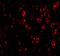 C1q And TNF Related 4 antibody, 3567, ProSci, Immunofluorescence image 
