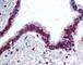 High Mobility Group Nucleosomal Binding Domain 2 antibody, 49-248, ProSci, Immunohistochemistry paraffin image 