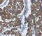 Histidine Triad Nucleotide Binding Protein 2 antibody, MBS2518959, MyBioSource, Immunohistochemistry paraffin image 