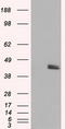 Mitochondrial Translational Release Factor 1 Like antibody, CF501013, Origene, Western Blot image 
