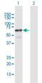 Cyclin Dependent Kinase 19 antibody, H00023097-B01P, Novus Biologicals, Western Blot image 