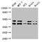 cAMP-dependent protein kinase catalytic subunit beta antibody, CSB-PA018689LA01HU, Cusabio, Western Blot image 