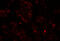 NK2 Homeobox 8 antibody, 6753, ProSci, Immunofluorescence image 