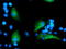Myeloid leukemia factor 1 antibody, TA504764, Origene, Immunofluorescence image 