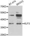 Kruppel Like Factor 3 antibody, PA5-77163, Invitrogen Antibodies, Western Blot image 