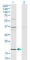 Ubiquitin-like protein FUBI antibody, LS-C197197, Lifespan Biosciences, Western Blot image 
