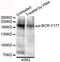 Renal carcinoma antigen NY-REN-26 antibody, orb374353, Biorbyt, Western Blot image 