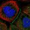 Meiosis Specific With Coiled-Coil Domain antibody, PA5-55561, Invitrogen Antibodies, Immunofluorescence image 