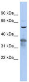Rab3A-interacting protein antibody, TA337553, Origene, Western Blot image 