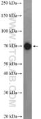 Dynamin-1-like protein antibody, 12957-1-AP, Proteintech Group, Western Blot image 