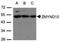 Zinc Finger MYND-Type Containing 10 antibody, NBP1-31059, Novus Biologicals, Western Blot image 