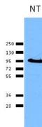 Calnexin antibody, NB100-1965, Novus Biologicals, Western Blot image 