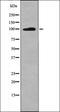 Fibroblast Growth Factor Receptor Substrate 2 antibody, orb335865, Biorbyt, Western Blot image 