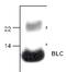 C-X-C Motif Chemokine Ligand 13 antibody, TA319097, Origene, Western Blot image 