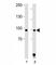 Signal Transducer And Activator Of Transcription 1 antibody, F47593-0.4ML, NSJ Bioreagents, Western Blot image 