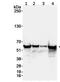 Importin subunit alpha-2 antibody, ab70160, Abcam, Western Blot image 