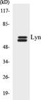LYN Proto-Oncogene, Src Family Tyrosine Kinase antibody, EKC1341, Boster Biological Technology, Western Blot image 