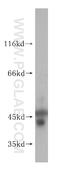 BRCA1-A complex subunit BRE antibody, 11702-1-AP, Proteintech Group, Western Blot image 