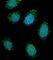 Dystrobrevin Alpha antibody, abx026894, Abbexa, Western Blot image 