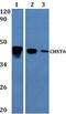 Carbohydrate Sulfotransferase 6 antibody, PA5-75875, Invitrogen Antibodies, Western Blot image 