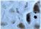 Caspase 3 antibody, TA336323, Origene, Immunohistochemistry frozen image 