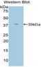Apolipoprotein C-I antibody, LS-C292896, Lifespan Biosciences, Western Blot image 