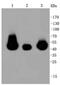 Mitogen-Activated Protein Kinase Kinase 2 antibody, NBP2-67332, Novus Biologicals, Western Blot image 