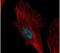 Nucleolar Protein 6 antibody, PA5-30807, Invitrogen Antibodies, Immunofluorescence image 