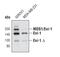 MDS1 And EVI1 Complex Locus antibody, MA5-14892, Invitrogen Antibodies, Western Blot image 