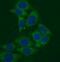 Matrix Metallopeptidase 23B antibody, FNab05241, FineTest, Immunofluorescence image 