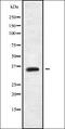 MAGA6 antibody, orb336217, Biorbyt, Western Blot image 