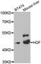 Scatter factor antibody, TA326986, Origene, Western Blot image 