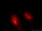 Lymphoid-specific helicase antibody, 11955-1-AP, Proteintech Group, Immunofluorescence image 