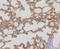 MEK1, MEK2 antibody, 13-923, ProSci, Immunohistochemistry frozen image 